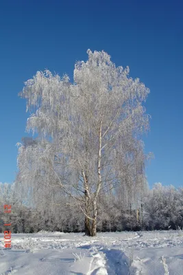 Береза зимой (Множество фото внутри!) - treepics.ru