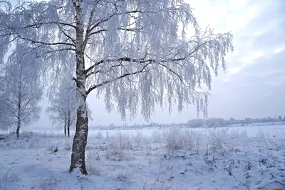 Березка зимой (53 фото) - 53 фото