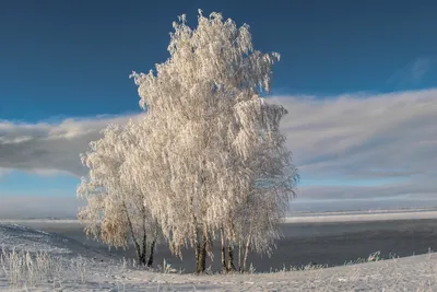Дерево береза зимой (56 фото) - 56 фото