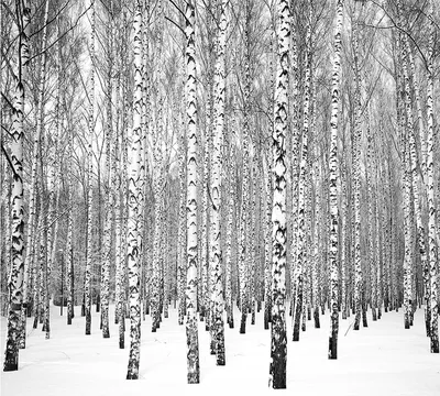 Береза в зимнем лесу - 75 фото