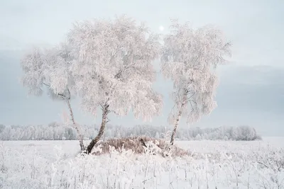 Березовый лес зимой - фото и картинки: 34 штук