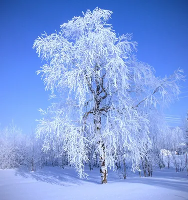 Зимняя береза рисунок - 63 фото