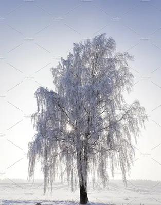 Картинки Лучи света HDRI Зима береза Природа снега дерево Времена