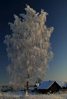Удивительная природа - Зимняя берёза на фоне ночного неба ... | Facebook