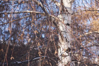 Зимние Birches — стоковые фотографии и другие картинки Берёза - Берёза,  Зима, Жилой район - iStock