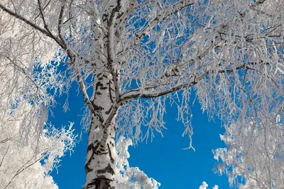 Березы Лес Зима — стоковые фотографии и другие картинки Берёза - Берёза,  Без людей, Белый - iStock