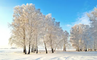 Березы зимой :: Елена Семигина – Социальная сеть ФотоКто