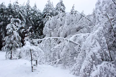Белая зимняя береза стоковое фото. изображение насчитывающей зима -  165239588