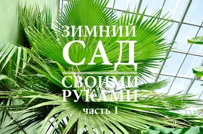 Как обустроить зимний сад на лоджии в квартире, чтобы он радовал пышной  зеленью круглый год