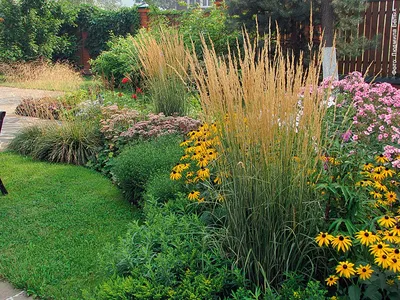 Декоративные злаки для сада | Мир растений и деревьев | Журнал «Дом и сад»