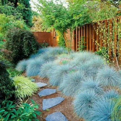 Модный ландшафт: 10 трав, которые украсят ваш сад — Roomble.com