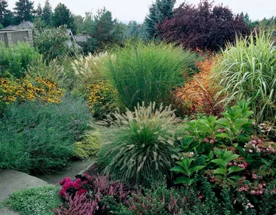 Декоративные травы и злаки для сада: что посадить на дачном участке, фото и  видео | Компания «Большая земля»