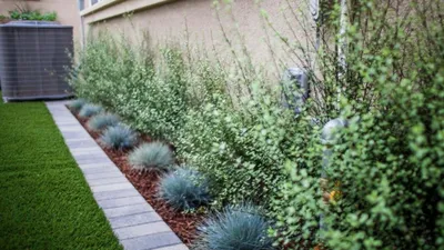 Модный ландшафт: 10 трав, которые украсят ваш сад — Roomble.com