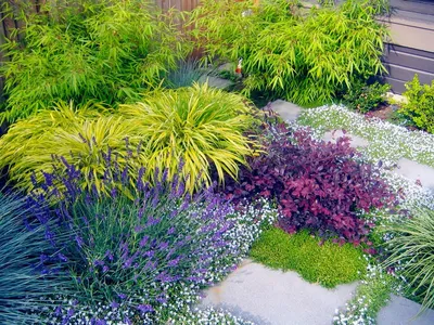 Декоративные злаки: фото и название растений, использование в ландшафтном  дизайне | Декоративная трава, Растения, Идеи для садового дизайна