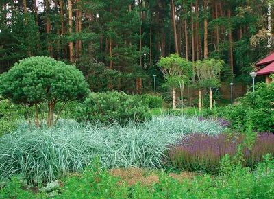 Декоративные злаки для сада | Мир растений и деревьев | Журнал «Дом и сад»