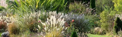 Декоративные травы и злаки для сада | Ландшафтный дизайн, Идеи озеленения,  Декоративная трава
