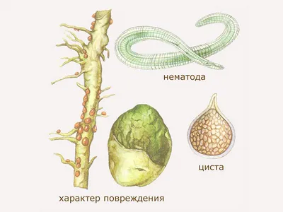 Страшный вредитель картофеля-золотистая нематода. Что это такое? |  SadGrad.ru | Дзен