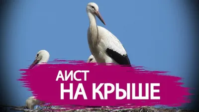 Аист на крыше-мир на земле». 2022, Кизилюртовский район — дата и место  проведения, программа мероприятия.