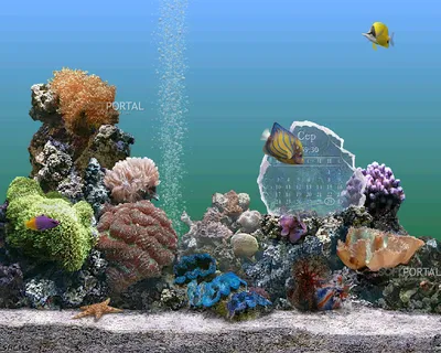 Красивые обои аквариум - 72 фото