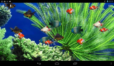 Картинка Рыбы Кораллы аквариум Животные 5120x2926