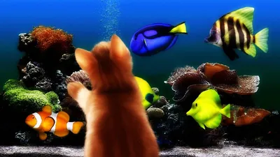Заставка Морской Аквариум 3D – Получите представление о жизни морских рыб!