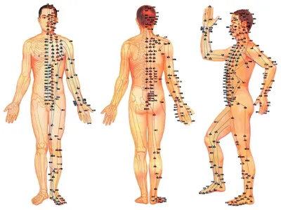 Точки иглорефлексотерапии: виды стандартных акупунктурных точек, к чему  приводит нарушение циркуляции энергии в меридианах?