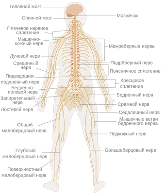 Самые чувствительные болевые точки человека: где они находятся | Кириллица  | Дзен