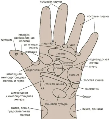 РЕФЛЕКТОРНЫЕ ЗОНЫ