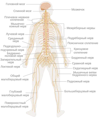 Боль в спине - причины, симптомы, лечение