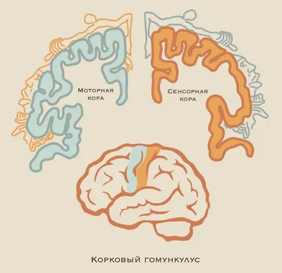 Связь внутренних органов и позвоночника | Массаж.ру | Тело, Биологически  активные точки, Здоровье