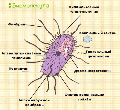 Словари иностранных языков. Купить книги из раздела.