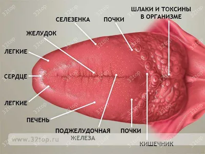 Что язык говорит о нашем здоровье?