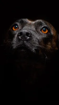 Бультерьер: фото собаки, описание и характер породы