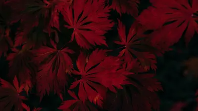 Обои лес, красный цвет, свет, темнота, небо на телефон Android, 1080x1920  картинки и фото бесплатно
