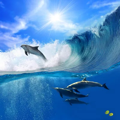 Картинки на рабочий стол дельфины - 70 фото