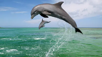Картинки на рабочий стол дельфины - 70 фото