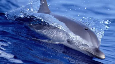 Обои дельфин, забавный, подводный мир, арт картинки на рабочий стол, фото  скачать бесплатно