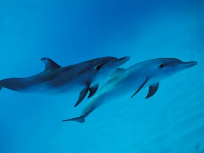 Дельфин скачать фото обои для рабочего стола (картинка 2 из 11)