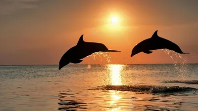 Скачать обои Подводный мир Belinda Leigh, игривые дельфины на рабочий стол  1600x1200