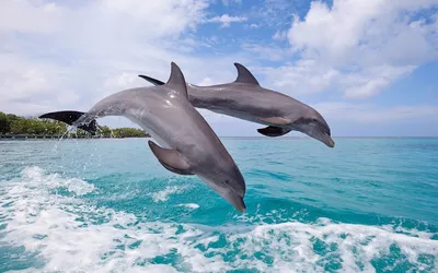 Картинки дельфины, рыбки, море, голубое - обои 1920x1080, картинка №71796