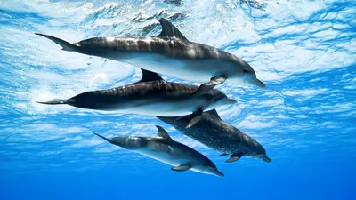 Обои дельфины, подводный мир, плавать, забота, семья картинки на рабочий  стол, фото скачать бесплатно