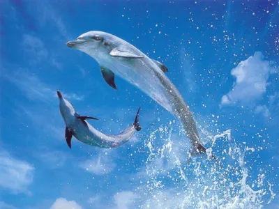 Картинка Дельфины, остров, вода HD фото, обои для рабочего стола