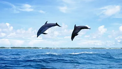 Обои на рабочий стол Дельфины прыгают над волнами, обои для рабочего стола,  скачать обои, обои бесплатно