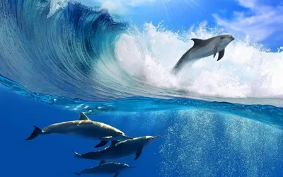 Обои Животные Дельфины, обои для рабочего стола, фотографии животные,  дельфины, вода, пара Обои для рабочего стола, скачать обои картинки  заставки на рабочий стол.