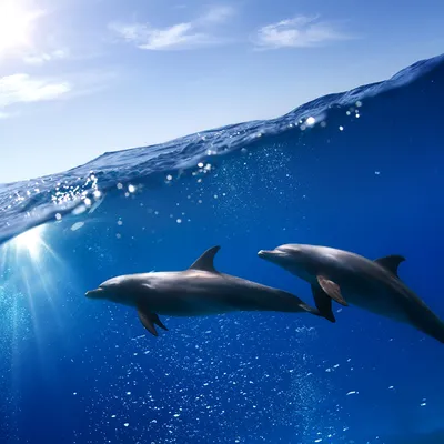 Обои дельфины, пара, вода, брызги картинки на рабочий стол, фото скачать  бесплатно