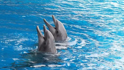 Дельфин обои для рабочего стола скачать бесплатно 1280x1024