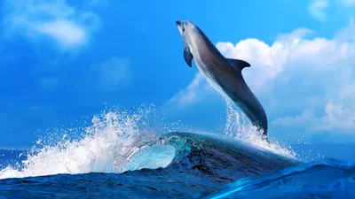 Обои дельфины, прыжок, вода, арт, море картинки на рабочий стол, фото  скачать бесплатно