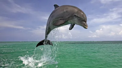 Скачать обои Подводный мир Christian Riese Lassen, дельфины, тропический  остров на рабочий стол 1280x1024