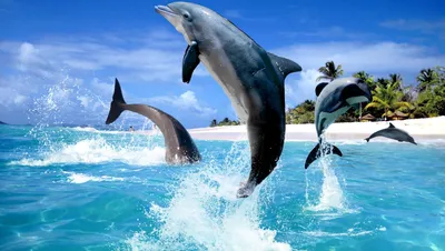 Скачать обои Подводный мир Adrian Chesterman, дельфины, Гавайские острова,  рассвет на рабочий стол 1152x864