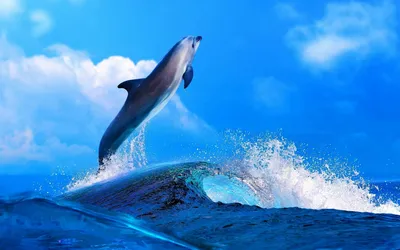 Обои на рабочий стол Дельфин выпрыгивает из морской волны на фоне неба с  летящими чайками, обои для рабочего стола, скачать обои, обои бесплатно